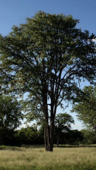 Money doesn’t grow on trees …